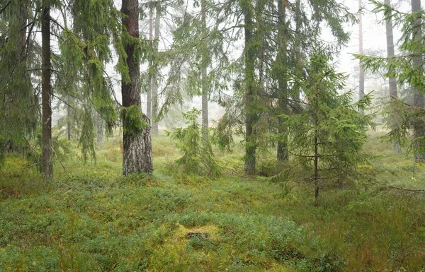 Panoramisch Uitzicht Het Majestueuze Altijdgroene Bos Machtige Dennen Sparren Bomen — Stockfoto