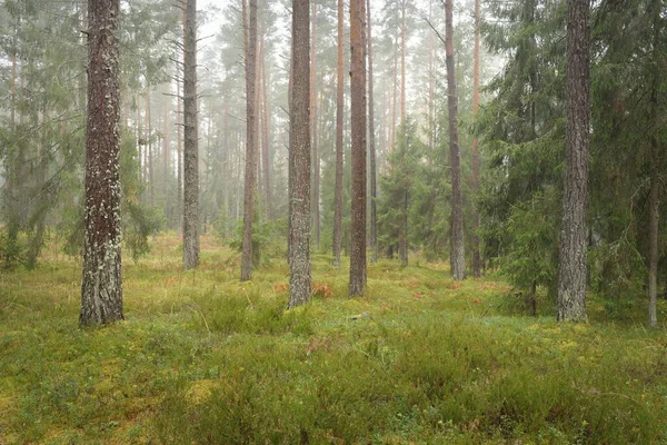 Panoramic View Majestic Evergreen Forest Mighty Pine Spruce Trees Moss — Stock Photo, Image