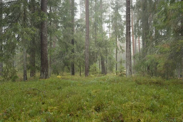 Görkemli Evergreen Ormanı 'nın panoramik manzarası. Güçlü çam ve çam ağaçları, yosun, eğrelti otu, bitkiler. Sis, sis, yumuşak güneş ışığı. Atmosferik manzara. Doğa, çevre, ekoloji. İsveç, İskandinavya