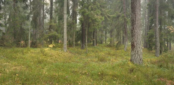 Panoramic View Majestic Evergreen Forest Mighty Pine Spruce Trees Moss — Zdjęcie stockowe