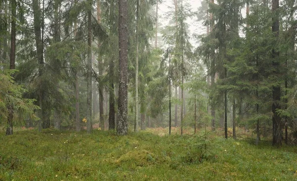 Panoramic View Majestic Evergreen Forest Mighty Pine Spruce Trees Moss — Fotografia de Stock