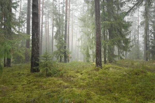 Panoramic View Majestic Evergreen Forest Mighty Pine Spruce Trees Moss — 스톡 사진