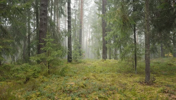 Panoramic View Majestic Evergreen Forest Mighty Pine Spruce Trees Moss — Stock Photo, Image