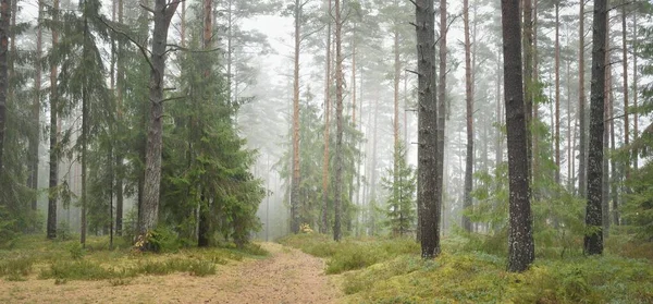 Μονοπάτι Μέσα Από Μαγευτικό Καταπράσινο Δάσος Πεύκα Και Έλατο Βρύα — Φωτογραφία Αρχείου