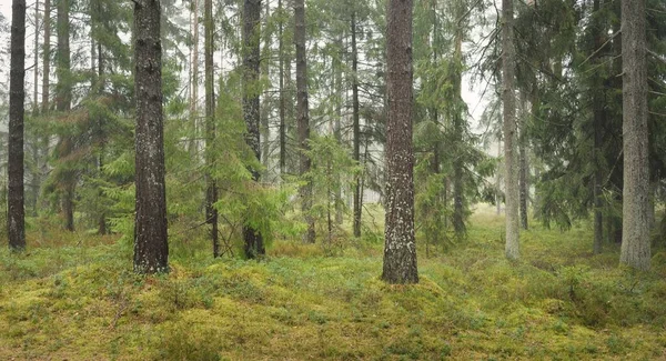 Panoramautsikt Över Den Majestätiska Vintergröna Skogen Mäktiga Tall Och Gran — Stockfoto