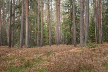Sonsuz yeşil ormanın içinden geçen yol. Güçlü çam ve çam ağaçları, altın eğreltiotu yaprakları, yosunlar, bitkiler. Yumuşak güneş ışığı. Atmosferik manzara. Sonbahar renkleri. Doğa, mevsimler, ekoloji, ekotuizm