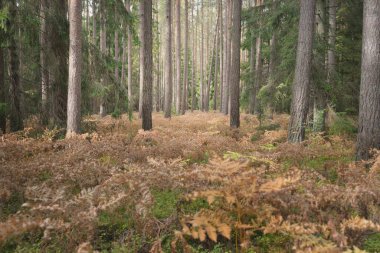 Sonsuz yeşil ormanın içinden geçen yol. Güçlü çam ve çam ağaçları, altın eğreltiotu yaprakları, yosunlar, bitkiler. Yumuşak güneş ışığı. Atmosferik manzara. Sonbahar renkleri. Doğa, mevsimler, ekoloji, ekotuizm