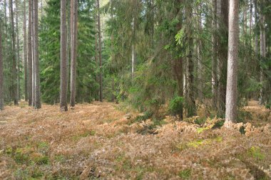 Sonsuz yeşil ormanın içinden geçen yol. Güçlü çam ve çam ağaçları, altın eğreltiotu yaprakları, yosunlar, bitkiler. Yumuşak güneş ışığı. Atmosferik manzara. Sonbahar renkleri. Doğa, mevsimler, ekoloji, ekotuizm
