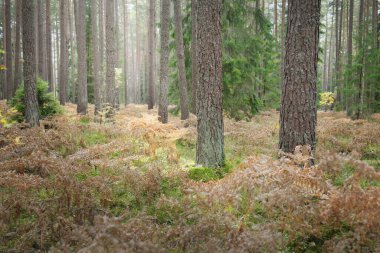 Sonsuz yeşil ormanın içinden geçen yol. Güçlü çam ve çam ağaçları, altın eğreltiotu yaprakları, yosunlar, bitkiler. Yumuşak güneş ışığı. Atmosferik manzara. Sonbahar renkleri. Doğa, mevsimler, ekoloji, ekotuizm