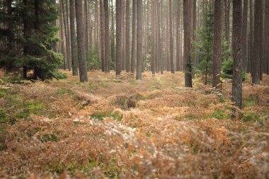 Sonsuz yeşil ormanın içinden geçen yol. Güçlü çam ve çam ağaçları, altın eğreltiotu yaprakları, yosunlar, bitkiler. Yumuşak güneş ışığı. Atmosferik manzara. Sonbahar renkleri. Doğa, mevsimler, ekoloji, ekotuizm