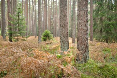 Sonsuz yeşil ormanın içinden geçen yol. Güçlü çam ve çam ağaçları, altın eğreltiotu yaprakları, yosunlar, bitkiler. Yumuşak güneş ışığı. Atmosferik manzara. Sonbahar renkleri. Doğa, mevsimler, ekoloji, ekotuizm