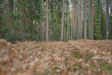 Sonsuz yeşil ormanın içinden geçen yol. Güçlü çam ve çam ağaçları, altın eğreltiotu yaprakları, yosunlar, bitkiler. Yumuşak güneş ışığı. Atmosferik manzara. Sonbahar renkleri. Doğa, mevsimler, ekoloji, ekotuizm