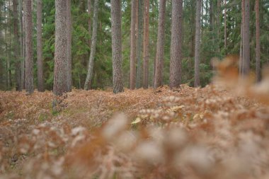 Sonsuz yeşil ormanın içinden geçen yol. Güçlü çam ve çam ağaçları, altın eğreltiotu yaprakları, yosunlar, bitkiler. Yumuşak güneş ışığı. Atmosferik manzara. Sonbahar renkleri. Doğa, mevsimler, ekoloji, ekotuizm