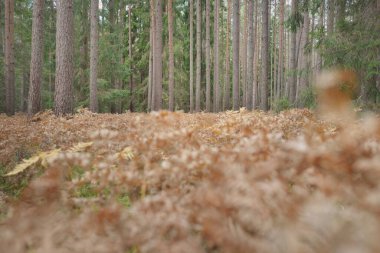 Sonsuz yeşil ormanın içinden geçen yol. Güçlü çam ve çam ağaçları, altın eğreltiotu yaprakları, yosunlar, bitkiler. Yumuşak güneş ışığı. Atmosferik manzara. Sonbahar renkleri. Doğa, mevsimler, ekoloji, ekotuizm
