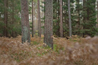 Sonsuz yeşil ormanın içinden geçen yol. Güçlü çam ve çam ağaçları, altın eğreltiotu yaprakları, yosunlar, bitkiler. Yumuşak güneş ışığı. Atmosferik manzara. Sonbahar renkleri. Doğa, mevsimler, ekoloji, ekotuizm