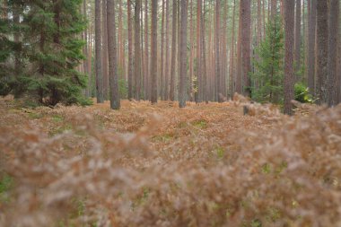 Sonsuz yeşil ormanın içinden geçen yol. Güçlü çam ve çam ağaçları, altın eğreltiotu yaprakları, yosunlar, bitkiler. Yumuşak güneş ışığı. Atmosferik manzara. Sonbahar renkleri. Doğa, mevsimler, ekoloji, ekotuizm