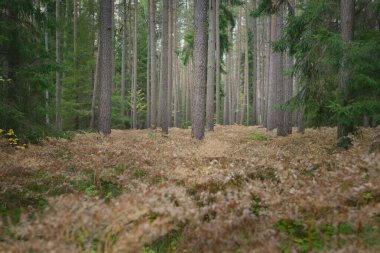 Sonsuz yeşil ormanın içinden geçen yol. Güçlü çam ve çam ağaçları, altın eğreltiotu yaprakları, yosunlar, bitkiler. Yumuşak güneş ışığı. Atmosferik manzara. Sonbahar renkleri. Doğa, mevsimler, ekoloji, ekotuizm