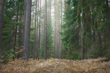 Sonsuz yeşil ormanın içinden geçen yol. Güçlü çam ve çam ağaçları, altın eğreltiotu yaprakları, yosunlar, bitkiler. Yumuşak güneş ışığı. Atmosferik manzara. Sonbahar renkleri. Doğa, mevsimler, ekoloji, ekotuizm