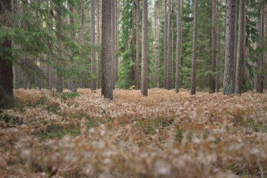Sonsuz yeşil ormanın içinden geçen yol. Güçlü çam ve çam ağaçları, altın eğreltiotu yaprakları, yosunlar, bitkiler. Yumuşak güneş ışığı. Atmosferik manzara. Sonbahar renkleri. Doğa, mevsimler, ekoloji, ekotuizm