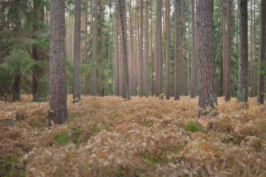 Sonsuz yeşil ormanın içinden geçen yol. Güçlü çam ve çam ağaçları, altın eğreltiotu yaprakları, yosunlar, bitkiler. Yumuşak güneş ışığı. Atmosferik manzara. Sonbahar renkleri. Doğa, mevsimler, ekoloji, ekotuizm