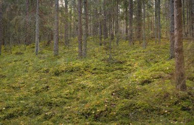 Görkemli çam ormanının tepelerinden geçen yol. Güçlü ağaçlar, yosunlar, bitkiler. Yumuşak günbatımı ışığı. Saf doğa, çevresel koruma, eko-turizm.