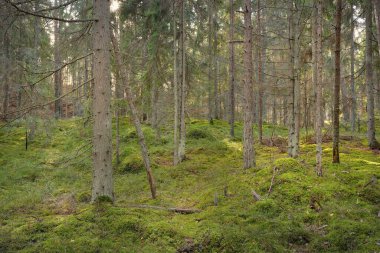 Görkemli çam ormanının tepelerinden geçen yol. Güçlü ağaçlar, yosunlar, bitkiler. Yumuşak günbatımı ışığı. Saf doğa, çevresel koruma, eko-turizm.