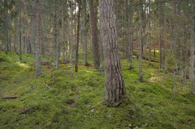 Görkemli çam ormanının tepelerinden geçen yol. Güçlü ağaçlar, yosunlar, bitkiler. Yumuşak günbatımı ışığı. Saf doğa, çevresel koruma, eko-turizm.