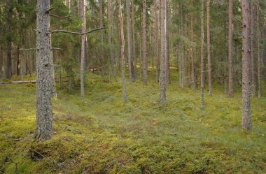 Görkemli çam ormanının tepelerinden geçen yol. Güçlü ağaçlar, yosunlar, bitkiler. Yumuşak günbatımı ışığı. Saf doğa, çevresel koruma, eko-turizm.