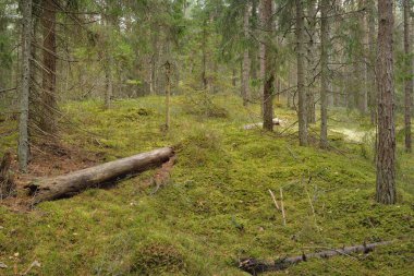 Görkemli çam ormanının tepelerinden geçen yol. Güçlü ağaçlar, yosunlar, bitkiler. Yumuşak günbatımı ışığı. Saf doğa, çevresel koruma, eko-turizm.
