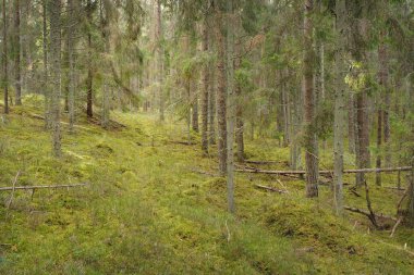 Görkemli çam ormanının tepelerinden geçen yol. Güçlü ağaçlar, yosunlar, bitkiler. Yumuşak günbatımı ışığı. Saf doğa, çevresel koruma, eko-turizm.
