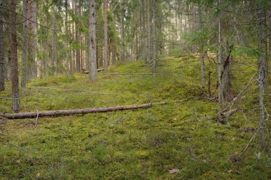 Görkemli çam ormanının tepelerinden geçen yol. Güçlü ağaçlar, yosunlar, bitkiler. Yumuşak günbatımı ışığı. Saf doğa, çevresel koruma, eko-turizm.