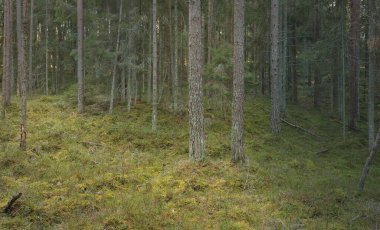 Görkemli çam ormanının tepelerinden geçen yol. Güçlü ağaçlar, yosunlar, bitkiler. Yumuşak günbatımı ışığı. Saf doğa, çevresel koruma, eko-turizm.