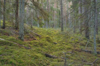 Görkemli çam ormanının tepelerinden geçen yol. Güçlü ağaçlar, yosunlar, bitkiler. Yumuşak günbatımı ışığı. Saf doğa, çevresel koruma, eko-turizm.