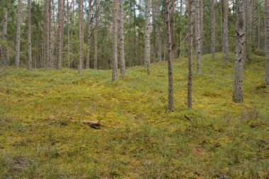 Görkemli çam ormanının tepelerinden geçen yol. Güçlü ağaçlar, yosunlar, bitkiler. Yumuşak günbatımı ışığı. Saf doğa, çevresel koruma, eko-turizm.
