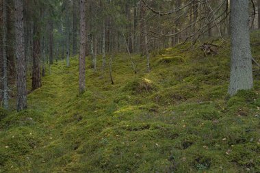 Görkemli çam ormanının tepelerinden geçen yol. Güçlü ağaçlar, yosunlar, bitkiler. Yumuşak günbatımı ışığı. Saf doğa, çevresel koruma, eko-turizm.