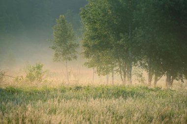 Orman çayırı (çimen) gün doğumunda. Huş ağaçları, bitkiler, çiy damlaları. Sabah sisi, yumuşak güneş ışığı, güneş ışığı, altın saat. Idyllic manzara. Resimli bir manzara var. Doğa, çevre, ekoloji