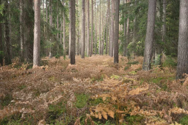 Sonsuz yeşil ormanın içinden geçen yol. Güçlü çam ve çam ağaçları, altın eğreltiotu yaprakları, yosunlar, bitkiler. Yumuşak güneş ışığı. Atmosferik manzara. Sonbahar renkleri. Doğa, mevsimler, ekoloji, ekotuizm