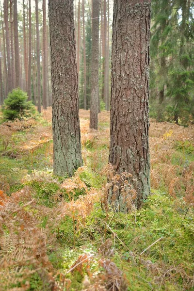 Pathway Evergreen Forest Mighty Pine Spruce Trees Golden Fern Leaves — Zdjęcie stockowe