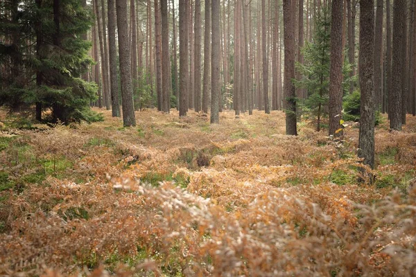 Sonsuz yeşil ormanın içinden geçen yol. Güçlü çam ve çam ağaçları, altın eğreltiotu yaprakları, yosunlar, bitkiler. Yumuşak güneş ışığı. Atmosferik manzara. Sonbahar renkleri. Doğa, mevsimler, ekoloji, ekotuizm