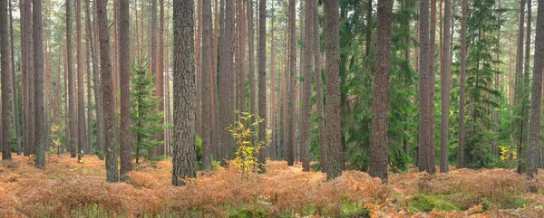 Sonsuz yeşil ormanın içinden geçen yol. Güçlü çam ve çam ağaçları, altın eğreltiotu yaprakları, yosunlar, bitkiler. Yumuşak güneş ışığı. Atmosferik manzara. Sonbahar renkleri. Doğa, mevsimler, ekoloji, ekotuizm