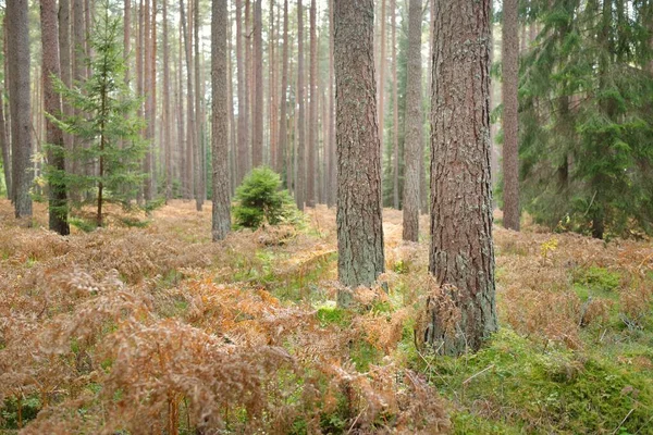 Sonsuz yeşil ormanın içinden geçen yol. Güçlü çam ve çam ağaçları, altın eğreltiotu yaprakları, yosunlar, bitkiler. Yumuşak güneş ışığı. Atmosferik manzara. Sonbahar renkleri. Doğa, mevsimler, ekoloji, ekotuizm
