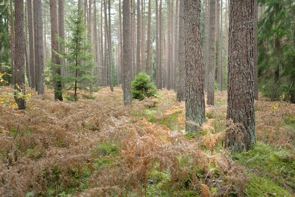 Sonsuz yeşil ormanın içinden geçen yol. Güçlü çam ve çam ağaçları, altın eğreltiotu yaprakları, yosunlar, bitkiler. Yumuşak güneş ışığı. Atmosferik manzara. Sonbahar renkleri. Doğa, mevsimler, ekoloji, ekotuizm