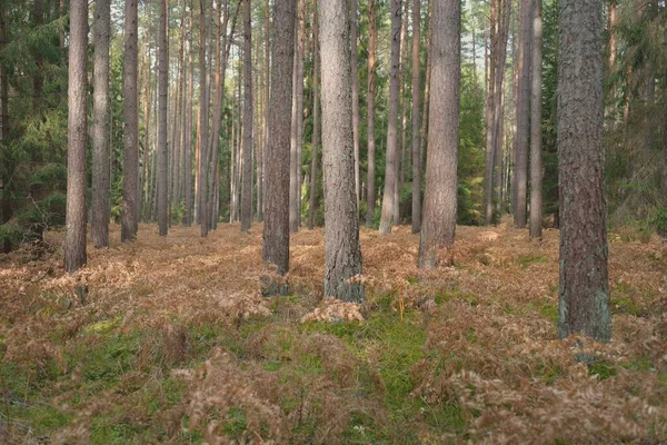Sonsuz yeşil ormanın içinden geçen yol. Güçlü çam ve çam ağaçları, altın eğreltiotu yaprakları, yosunlar, bitkiler. Yumuşak güneş ışığı. Atmosferik manzara. Sonbahar renkleri. Doğa, mevsimler, ekoloji, ekotuizm