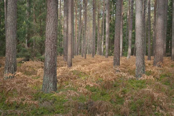 Sonsuz yeşil ormanın içinden geçen yol. Güçlü çam ve çam ağaçları, altın eğreltiotu yaprakları, yosunlar, bitkiler. Yumuşak güneş ışığı. Atmosferik manzara. Sonbahar renkleri. Doğa, mevsimler, ekoloji, ekotuizm
