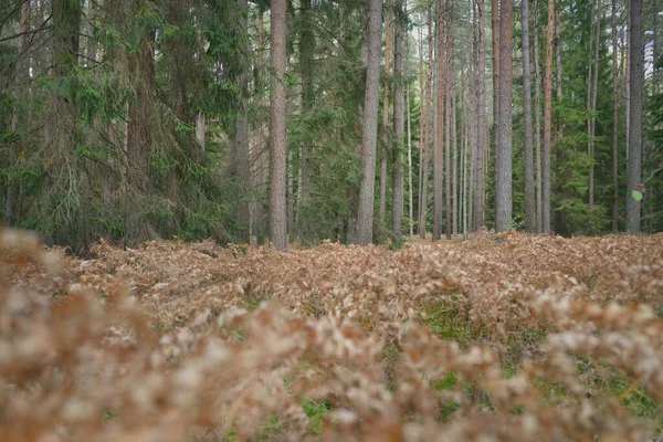 Sonsuz yeşil ormanın içinden geçen yol. Güçlü çam ve çam ağaçları, altın eğreltiotu yaprakları, yosunlar, bitkiler. Yumuşak güneş ışığı. Atmosferik manzara. Sonbahar renkleri. Doğa, mevsimler, ekoloji, ekotuizm