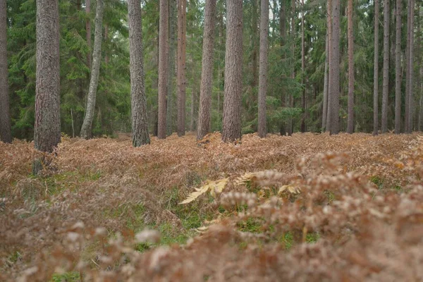 Pathway Door Het Altijd Groene Bos Machtige Dennen Sparren Bomen — Stockfoto