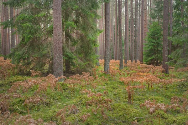 Pathway Door Het Altijd Groene Bos Machtige Dennen Sparren Bomen — Stockfoto