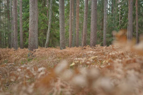 Sonsuz yeşil ormanın içinden geçen yol. Güçlü çam ve çam ağaçları, altın eğreltiotu yaprakları, yosunlar, bitkiler. Yumuşak güneş ışığı. Atmosferik manzara. Sonbahar renkleri. Doğa, mevsimler, ekoloji, ekotuizm