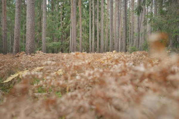 Sonsuz yeşil ormanın içinden geçen yol. Güçlü çam ve çam ağaçları, altın eğreltiotu yaprakları, yosunlar, bitkiler. Yumuşak güneş ışığı. Atmosferik manzara. Sonbahar renkleri. Doğa, mevsimler, ekoloji, ekotuizm
