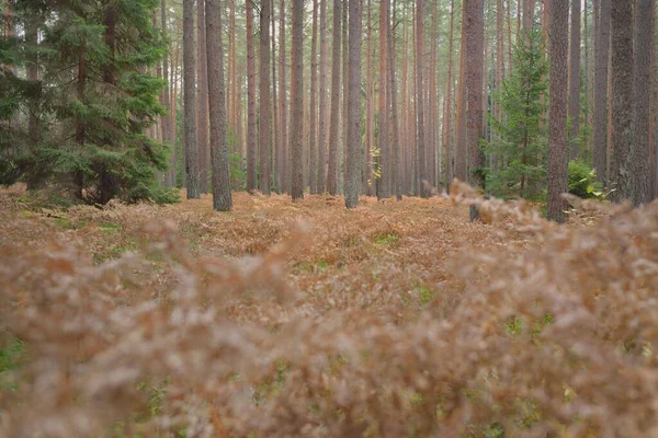 Sonsuz yeşil ormanın içinden geçen yol. Güçlü çam ve çam ağaçları, altın eğreltiotu yaprakları, yosunlar, bitkiler. Yumuşak güneş ışığı. Atmosferik manzara. Sonbahar renkleri. Doğa, mevsimler, ekoloji, ekotuizm